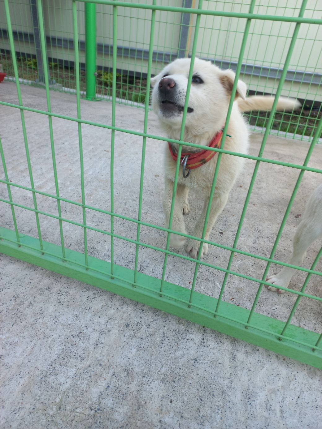 완주군유기동물보호소_445472202500273